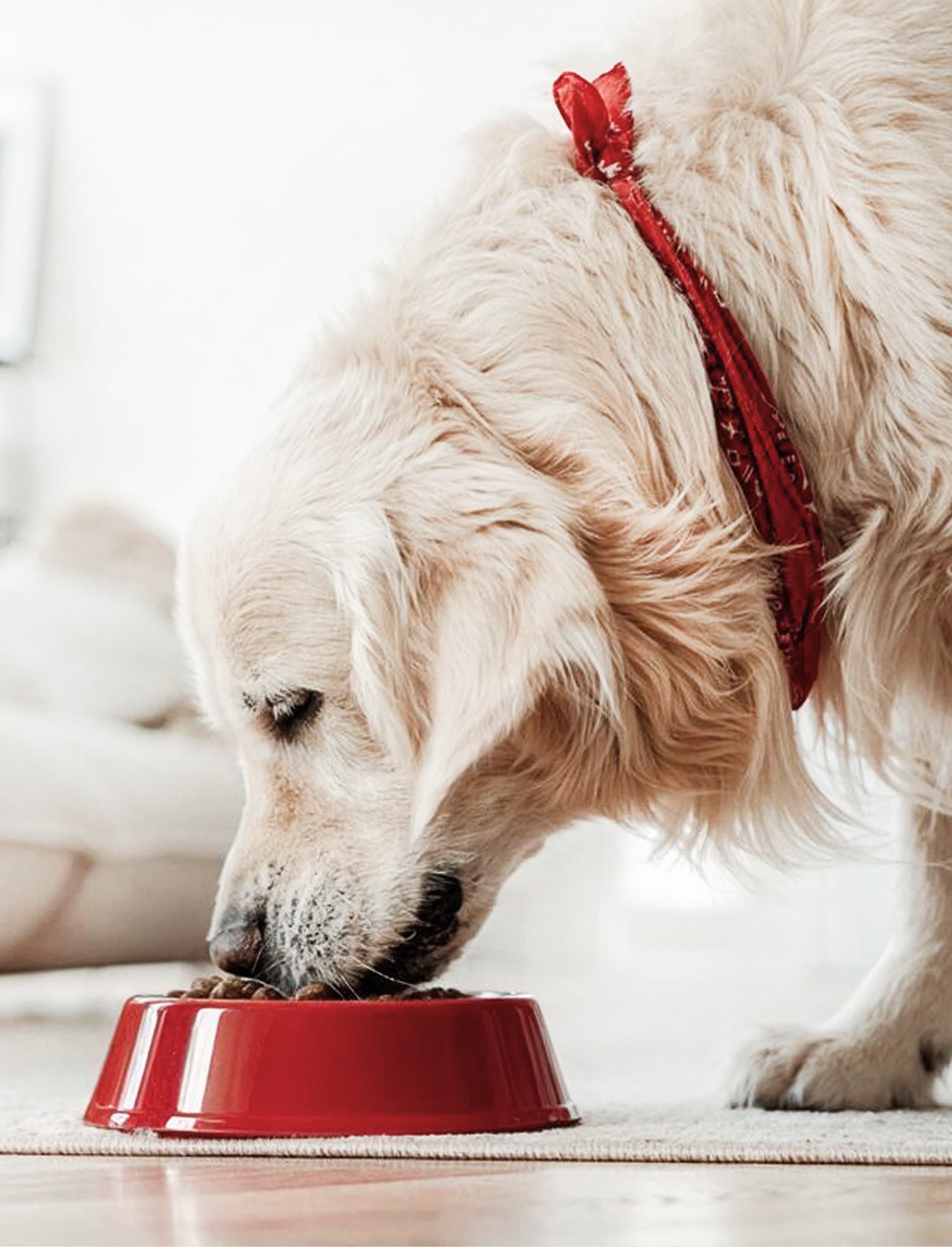 golden_retriever_CODEWAVE.jpg